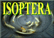 Isopteraとはシロアリです