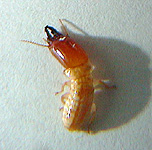 兵蟻の数は割合多い