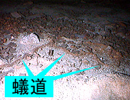 床下でもこういうのは珍しい