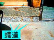 シロアリはぶつかったから素直に上ってきた