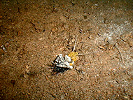 分解されるゴキブリの死骸