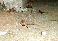 カマドウマの死骸