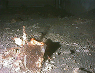 シロアリによって分解される木切れ