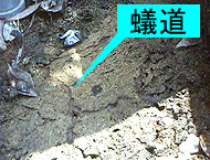 裏面がでこぼこの犬走りではシロアリはなお住みやすい