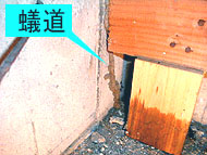 蟻道の太さは地下の活動量の大きさを示している