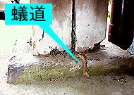 周囲が土であったころは被害はなかった