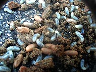 蛆が幼虫でやや赤い繭状のものがサナギ