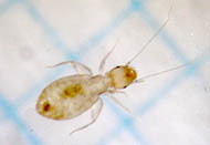 どこの畳を調べてもたいてい見つかる虫だ