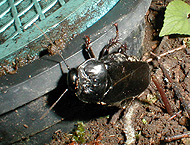 愛知県版レッドデータブックでは，準絶滅危惧種に指定されているそうだ