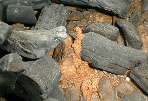 他の部分の直立蟻道となんら変わりがない