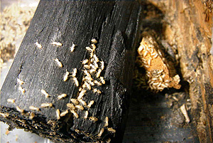 隣の木材と同じように群がっている