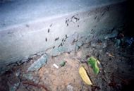 群飛孔は崩壊していた