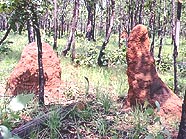 ほとんどの倒木は塚になっていた