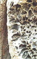 壊したところはシロアリがすぐに直す