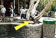 根元の黒くなっているのが塚