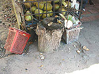 釣瓶を盗むアサガオと同じ存在か