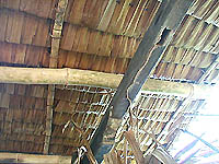 害虫になっていないのだ