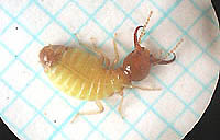 撮影の関係でやや腹部が扁平になった