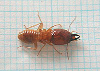 オオキノコシロアリはシロアリの中では最もいかつい姿だ