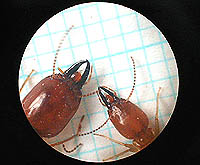 上唇先端のヒアリンチップがこの種の特徴