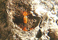 仁鶴師匠のような顔つきだ