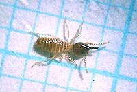 日本のタカサゴシロアリとは生息部位もまったく異なる