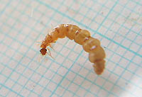 日本でもこのクラスの女王を我々は見つけることに成功している