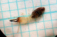 白兵蟻も採れた