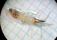 どうもまだまだいろいろいるようだ