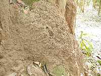 柔らかなスコップだとすぐに曲がってしまう