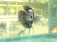 見た目はうまそうではない